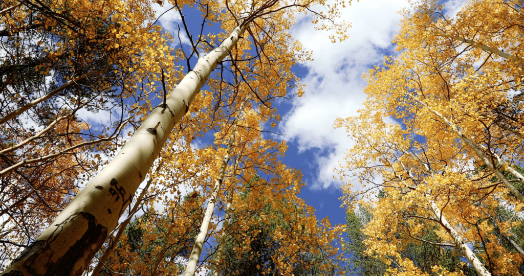 Aspen Trees During Autumn 4k Royalty Free Stock Video