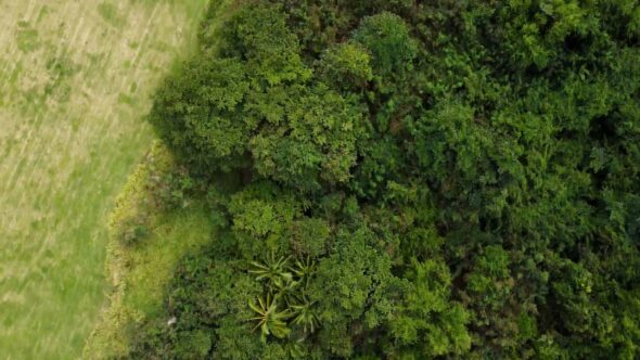 Tropical Forest Aerial