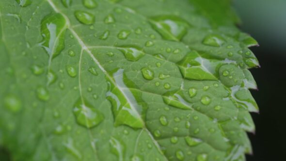 Wet Green Leaf