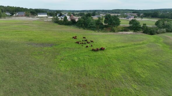 Cattle Cows Farm