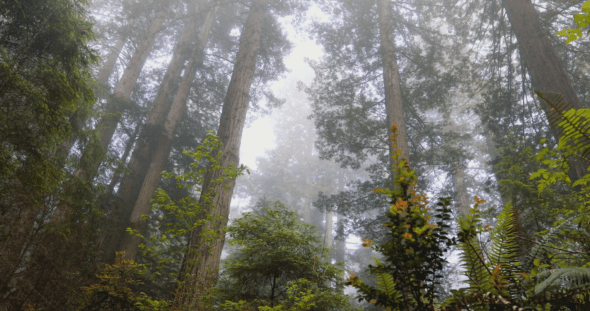 Redwood National Park 4k
