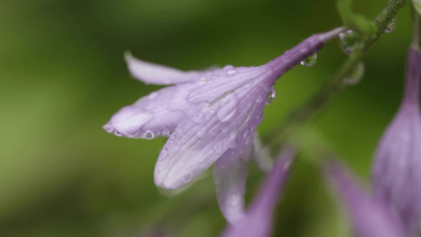 Flower Dew Droplets