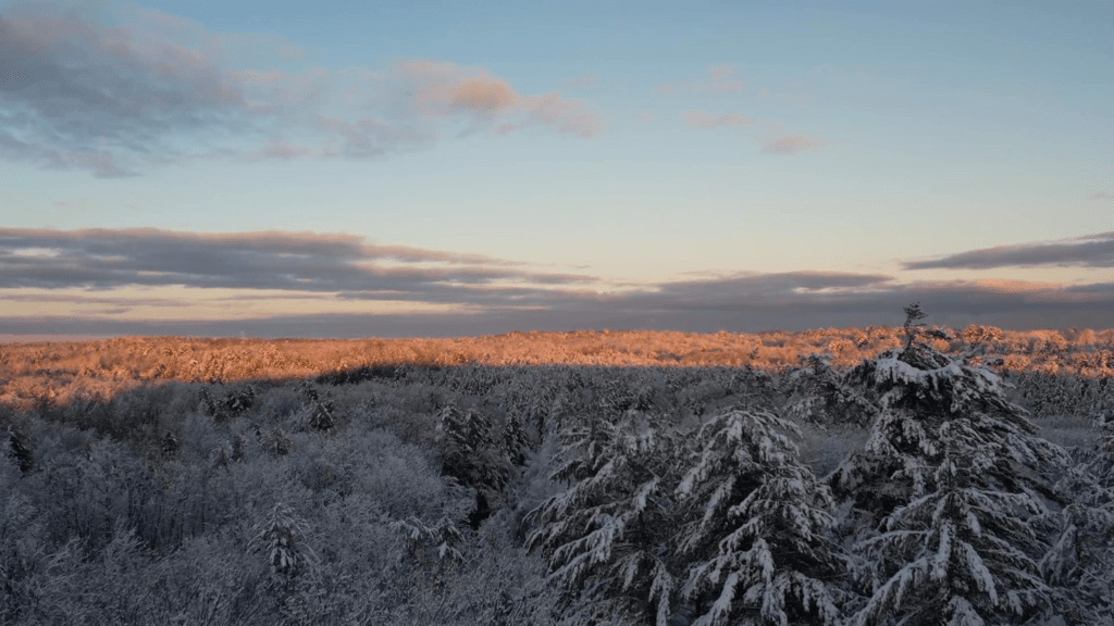 Snow Trees Winter Royalty Free Stock Video