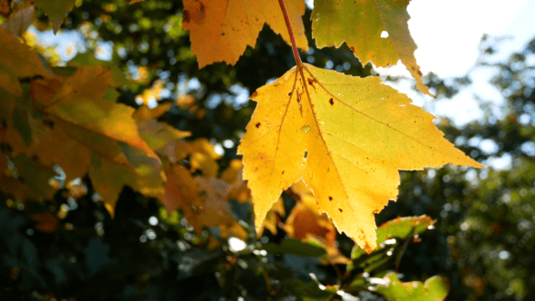 Fall Autumn Leaves