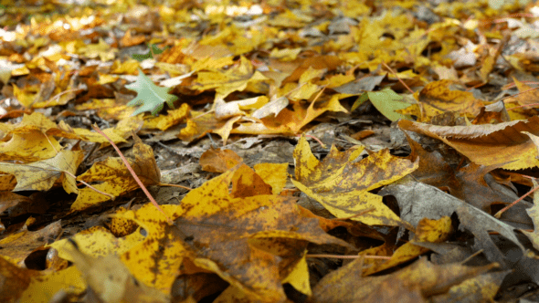 Fall Autumn Leaves