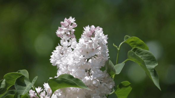 White Wild Flowers