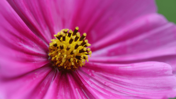 Wild Pink Flower